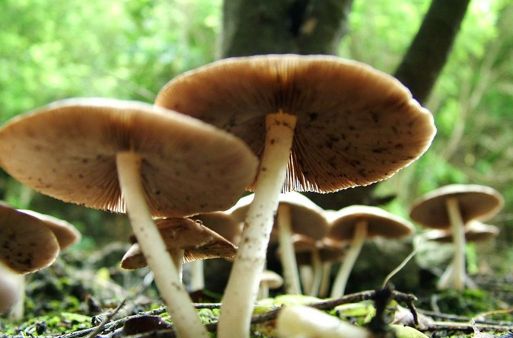 Et si les champignons n’existaient pas ?