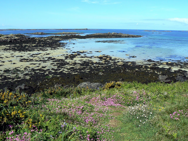 L’estran, jardin de mer