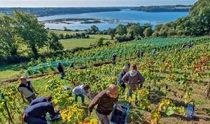 La vigne et le vin en Bretagne