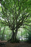 Les arbres remarquables de Bretagne